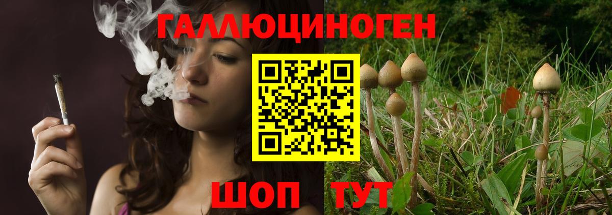 Галлюциногенные грибы Cubensis Гусев